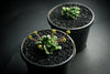 Crassula 'Fernwood' (has mark)(5H)