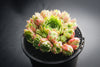 Sempervivum 'Atlanticum' (CLUSTER)