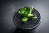 Crassula Clavata