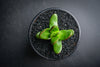 Crassula Clavata