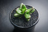 Crassula Clavata