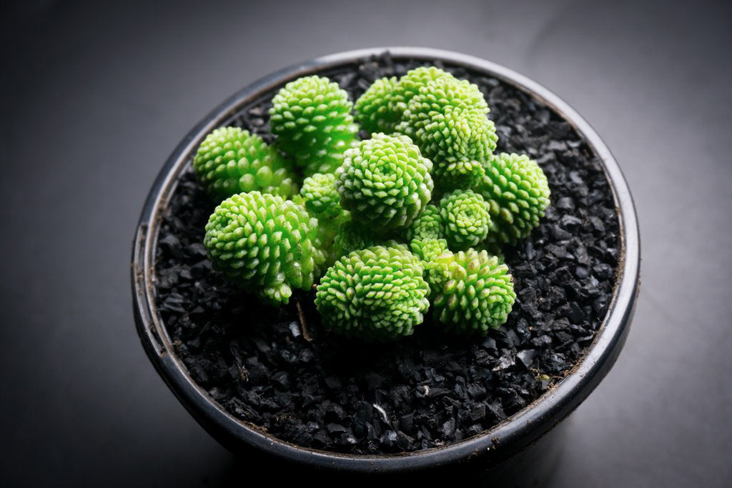 Monanthes Polyphylla