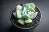 Echeveria 'Exotic'