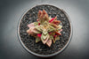 Crassula exilis ssp cooperi