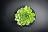 Sempervivum 'Atlanticum' (CLUSTER)