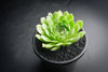 Sempervivum 'Atlanticum' (CLUSTER)