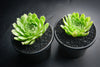 Sempervivum 'Atlanticum' (CLUSTER)