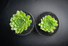 Sempervivum 'Atlanticum' (CLUSTER)
