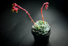 Echeveria 'Elegans' (Mexican Snowball)