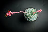 Echeveria 'Elegans' (Mexican Snowball)