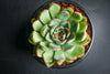 Echeveria 'Pulidonis'