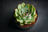 Echeveria 'Pulidonis'