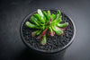 Crassula pubescens