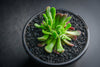 Crassula pubescens