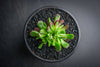 Crassula pubescens