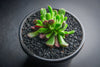 Crassula pubescens