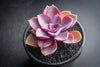 Echeveria gibbiflora 'Purple Pearl'