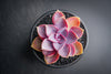 Echeveria gibbiflora 'Purple Pearl'