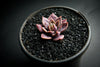 Sinocrassula indica (SH)(E28)