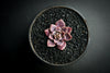 Sinocrassula indica (SH)(E28)