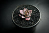 Sinocrassula indica (SH)(E28)