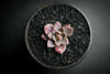 Sinocrassula indica (SH)(E28)