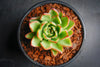 Echeveria 'Yamatoren'