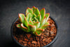 Echeveria 'Yamatoren'