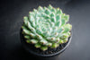 Echeveria setosa var. deminuta