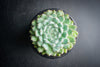 Echeveria setosa var. deminuta