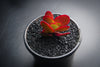 Crassula nudicaulis var. platyphylla