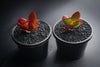 Crassula nudicaulis var. platyphylla