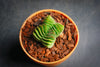 Crassula Buddha's Temple