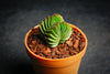Crassula Buddha's Temple