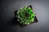 Sempervivum cantabricum 'Reinhardt' (w/pup)