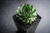 Sempervivum cantabricum 'Reinhardt' (w/pup)