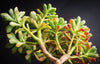 Aeonium spathulatum var. cruentum