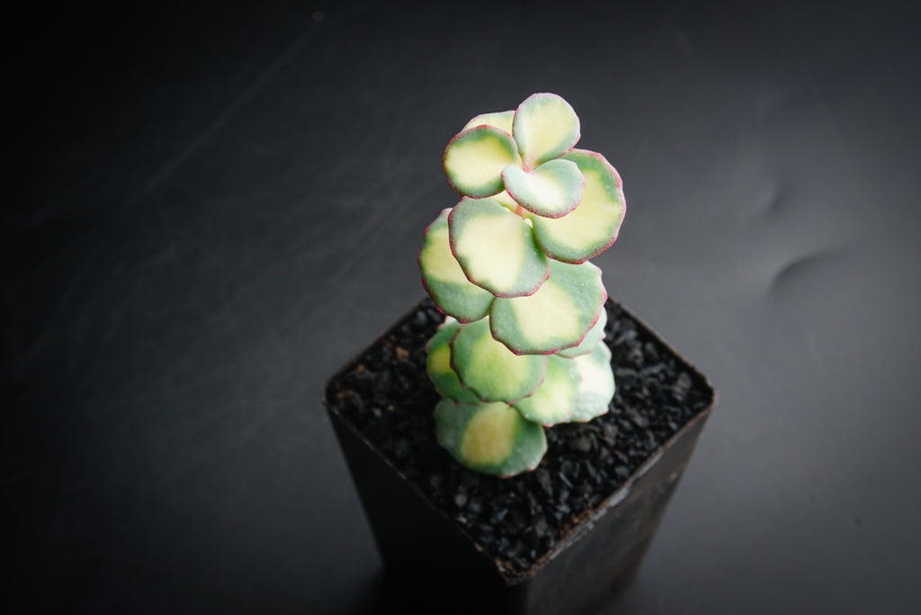 Sedum sieboldii 'Mediovariegatum'