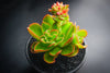 Echeveria 'Candy' (w/pup)
