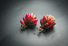 Sedum rubrotinctum 'Aurora'-(PLANT)(Pink Jelly Beans)