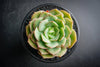 Echeveria Semnan