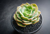Echeveria Semnan