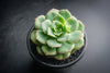 Echeveria Semnan