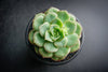 Echeveria Semnan