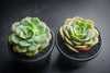 Echeveria Semnan