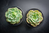 Echeveria Semnan