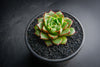 Echeveria purpusorum 'Shamrock'