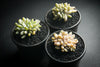xPachyveria clavifolia f. cristata