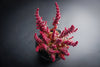 Crassula capitella ssp. thyrsiflora (The Pyramid Plant)