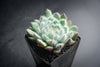 Echeveria setosa var. deminuta